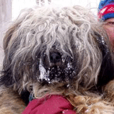 covelin_portret.gif(22 kb)